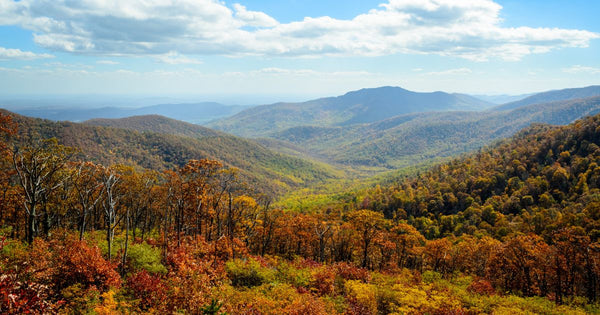 Beautiful view of the trees and mountains in Shenandoah National Park